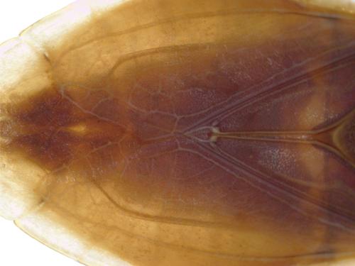 Giant Water Bug
